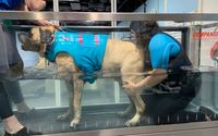 Hydro Physio Underwater Treadmill by K9 Health Center