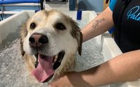Hydro Spa and Massage by K9 Health Center
