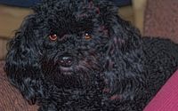 toy poodle color pencil by A Louisiana Artist