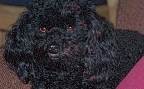 toy poodle color pencil by A Louisiana Artist