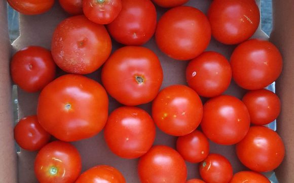 Fresh hydroponic tomatoes  by M&W Nursery & Mad Pickler Farms