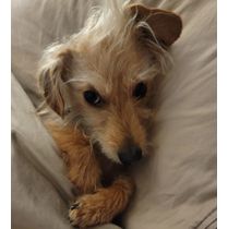 Pet Insurance by TCG Insurance Solutions