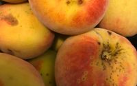 Landmark Farmers Market  by Landmark Training Development Company