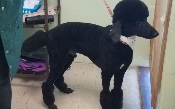 Grooming by Fancy Furballs LLC