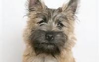 Pet Sitting by Lyndee's Pet Sitters