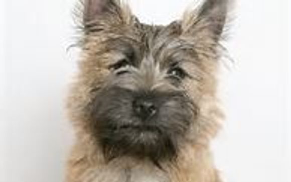 Pet Sitting by Lyndee's Pet Sitters