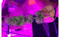 Indoor grow CBG Hemp by Carolina Bay Derivatives