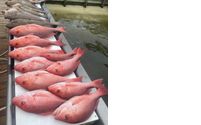 Fishing by Boat Owners Assist & Training