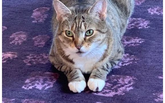 Handmade Rugs & Carpet  by The Rug Designer's Studio - Custom Bespoke Rugs 