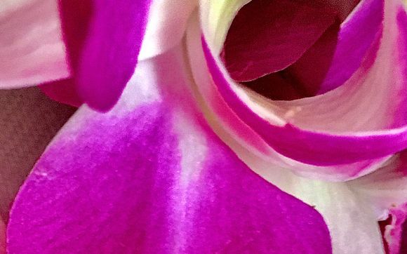 Workshops by Luminous Mind Hypnotherapy, Rachel Elion Baird CH, RYT / Center on the One, Craniosacral Therapy, Spiritual Life Coach, Yoga, CMT, CST LW, ICYI, RYT-500, CH