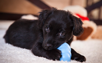 Private In Home Lessons For Dog Owners by Diamond Dog Training 