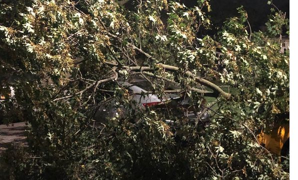 Tree And Branch Removal Prevention Is Better Than Cure By SOSOBONE 