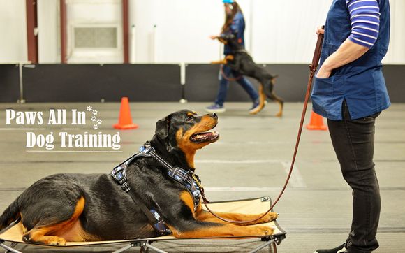 Puppies All In Classes by Paws All In Dog Training in Conroe, TX ...