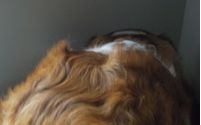 Interactive Animal Therapy Session by Rae's Haven for Souls'n Spirits