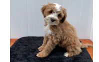 Free Goldendoodle puppies to qualified guardian homes. by Fox Creek Farm Goldendoodles