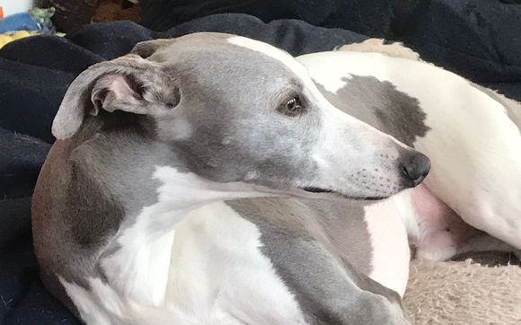 Pet Photograher by Brenda Schrier Photography