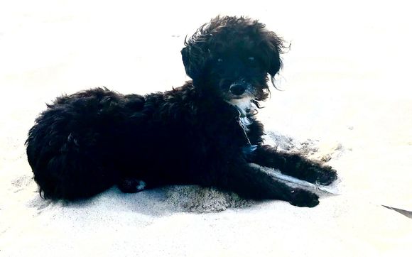 People & Pet Photograher by Brenda Schrier Photography