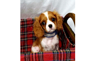 White Plains teacup puppies for sale by NY Breeder