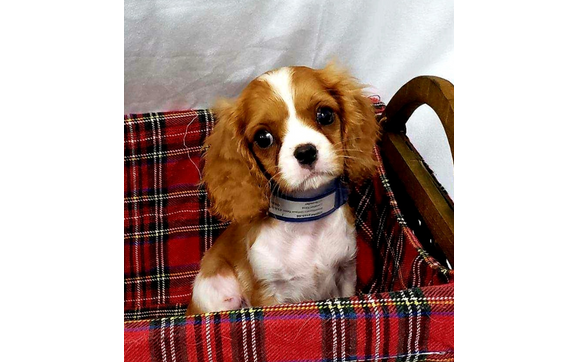 White Plains puppies for sale by NY Breeder in White Plains, NY - Alignable