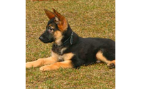 White Plains purebred dogs for sale by NY Breeder