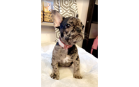 White Plains dog breeders by NY Breeder