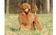 White Plains pet grooming by NY Breeder
