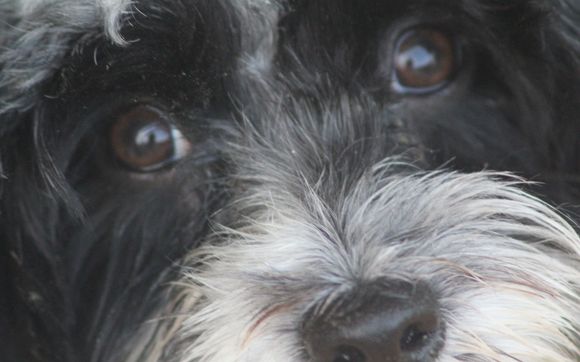 Pet Photograher by Photography by Blanche Williamson