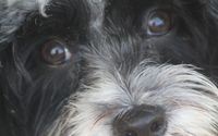 Pet Photograher by Photography by Blanche Williamson