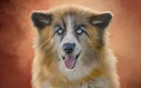 Pet Photograher by Iris Jackson Photography