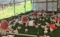 Sustainable Agriculture by Maple Wind Farm
