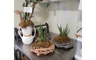 House Plants...we love succulents by Ramone's Flowers