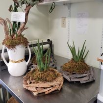 House Plants...we love succulents by Ramone's Flowers