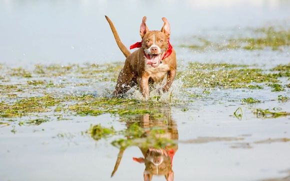 Pet Photography by Ali Peterson Photography