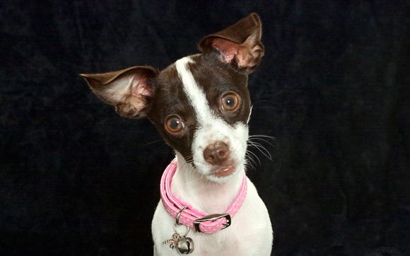 Pet Photograher by Hislop Photography