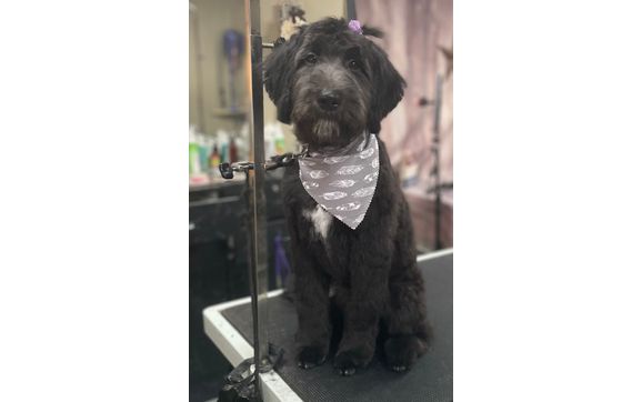 I’m a Certified Groomer went to school We Do all breeds and sizes , We love our Canine Family 🐾 by Country Canine Grooming LLC