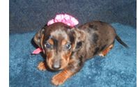 Katie's Short Haired, AKC & CKC Registered, Mini Blue and Tan Dachshund by Pattis Dachshund Farm