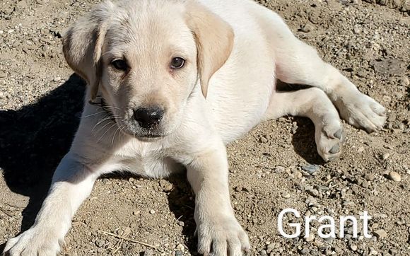 Lab and labradoodle puppies by Elm Creek Kennels in Highmore SD