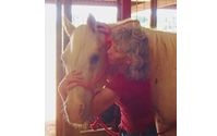 Equine bodywork employing the Masterson Method, Cranio sacral therapy & light therapy by Affordable Equine Bodywork