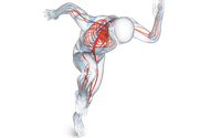 Bemer Therapy supports your body to naturally self-regulate in these areas: by Health Flow Independent BEMER Distributor 