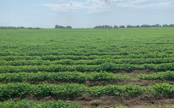 Organic Peanuts by Shingler Farms.Inc.