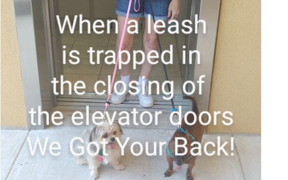 Elevator Safe Pet Leash a Releasable Leash for pets boarding and ...