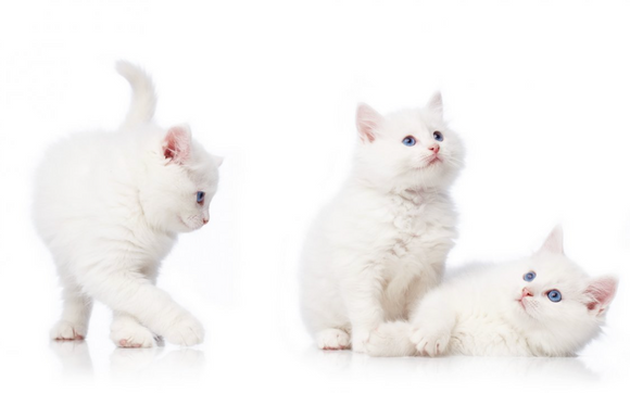 Pet Photograher by FUZE Reps