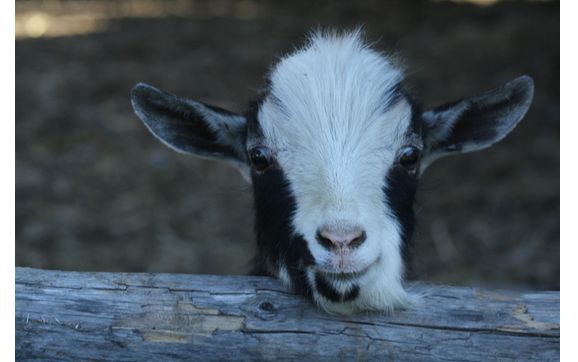 Volunteering Opportunities By Gold Fox Acres Petting Zoo In Lumby, Bc 