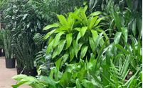 House Plants by Metropolitan Plant and Flower Exchange