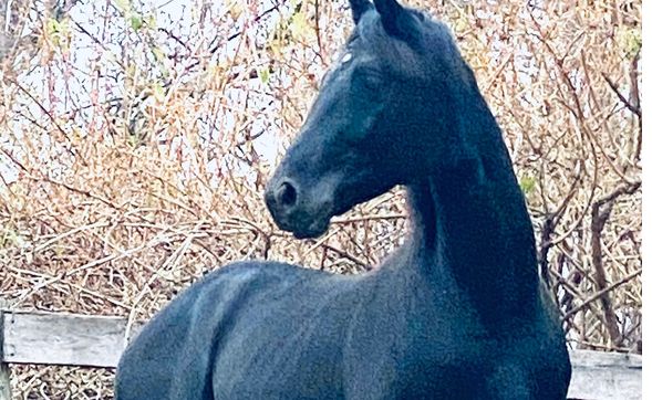 Personal Finess Training by Maddox Dressage