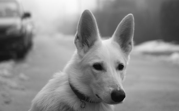 Dog Boarding by Varro Pet Services