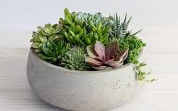 House Plants By Locker s Florist In West Allis WI Alignable