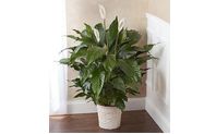 House Plants by Petal Pushers