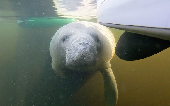 Manatees Paddleboard or Kayak Tour at Blue Spring by Epic Paddle