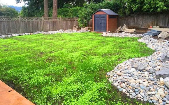 eco-friendly-lawn-alternatives-by-vinca-landscape-in-vancouver-bc